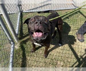 American Pit Bull Terrier Dogs for adoption in Corpus Christi, TX, USA