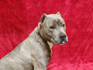 Medium Photo #111 American Pit Bull Terrier Puppy For Sale in Fairfield, CA, USA