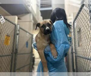Rhodesian Ridgeback-Unknown Mix Dogs for adoption in Raleigh, NC, USA