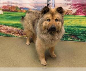 Chow Chow-Unknown Mix Dogs for adoption in Moreno Valley, CA, USA