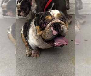 Bulldog Dogs for adoption in San Bernardino, CA, USA