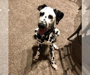 Dalmatian Dogs for adoption in Denton, TX, USA