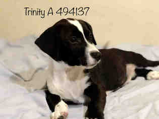 Medium Photo #1 Beagle-Border Collie Mix Puppy For Sale in San Antonio, TX, USA