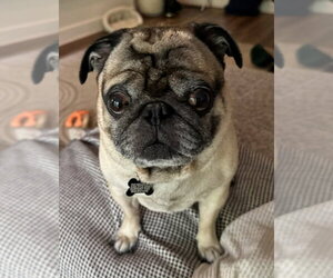 Pug Dogs for adoption in Elizabeth City, NC, USA