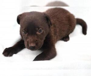 Mutt Dogs for adoption in Thief River Falls, MN, USA