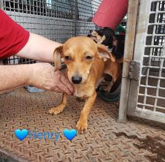 Dachshund Dogs for adoption in Pleasanton, TX, USA