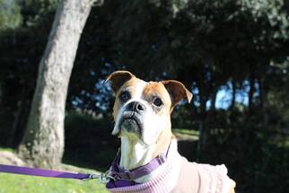 Boxer Dogs for adoption in Alameda, CA, USA