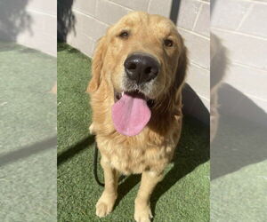 Golden Retriever-Unknown Mix Dogs for adoption in Lakewood, CO, USA