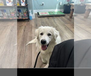 Great Pyrenees Dogs for adoption in Denton, TX, USA