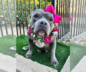 American Staffordshire Terrier-Bulldog Mix Dogs for adoption in Redlands, CA, USA