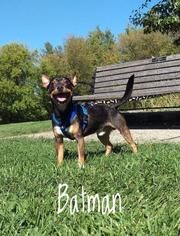 American Rat Pinscher Dogs for adoption in Kendallville, IN, USA