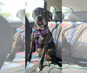American Pit Bull Terrier-Unknown Mix Dogs for adoption in MECHANICSBURG, PA, USA
