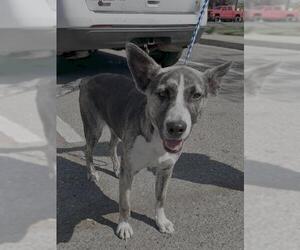 Australian Kelpie-Unknown Mix Dogs for adoption in Stockton, CA, USA