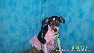 Jack-Rat Terrier Dogs for adoption in Crossville, AL, USA