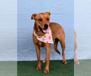 Redbone Coonhound-Unknown Mix Dogs for adoption in Bakersfield, CA, USA