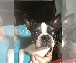 Boston Terrier Dogs for adoption in Mooresville, NC, USA