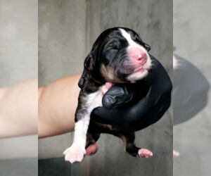 American Pit Bull Terrier-German Shepherd Dog Mix Dogs for adoption in San Bernardino, CA, USA