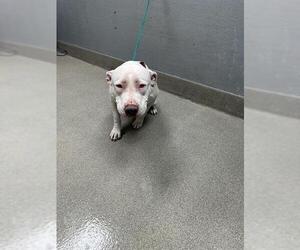 American Pit Bull Terrier-Unknown Mix Dogs for adoption in Las Vegas, NV, USA