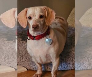 Dachshund Dogs for adoption in Oakhurst, NJ, USA