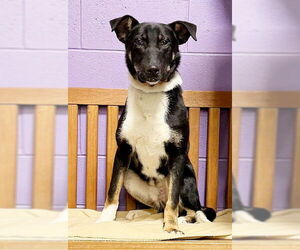 Collie-Unknown Mix Dogs for adoption in Genesee, WI, USA