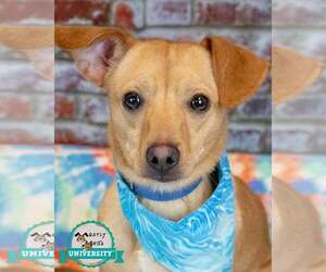 Jack Chi Dogs for adoption in Kennesaw, GA, USA