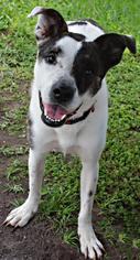 Catahoula Leopard Dog-Unknown Mix Dogs for adoption in Ruskin, FL, USA