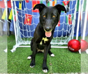 Labrador Retriever-Unknown Mix Dogs for adoption in Long Beach, CA, USA