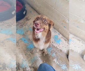 Australian Shepherd-Unknown Mix Dogs for adoption in Linton, IN, USA