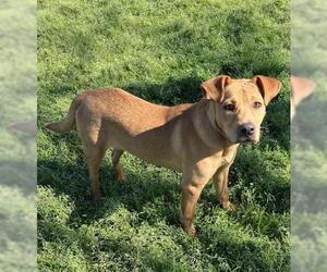 Labrador Retriever Dogs for adoption in Conroe, TX, USA