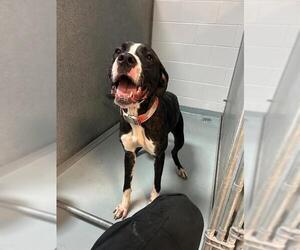 Great Dane-Unknown Mix Dogs for adoption in St. Cloud, FL, USA