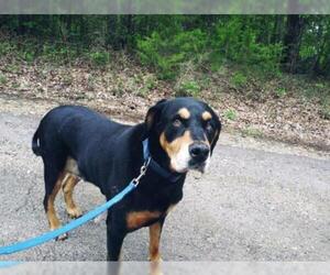 Black and Tan Coonhound Dogs for adoption in Harrison, AR, USA