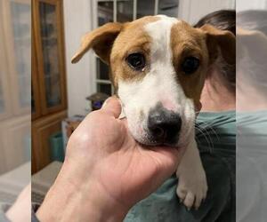 Jack Russell Terrier-Unknown Mix Dogs for adoption in Herndon, VA, USA
