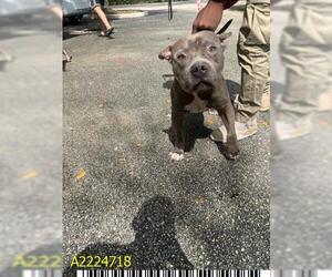 American Pit Bull Terrier Dogs for adoption in West Palm Beach, FL, USA