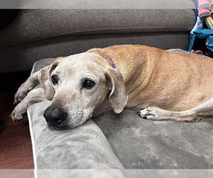 Medium Photo #1 Black Mouth Cur-Labrador Retriever Mix Puppy For Sale in Ocala, FL, USA