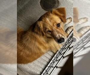 Golden Retriever-Unknown Mix Dogs for adoption in Tallahassee, FL, USA