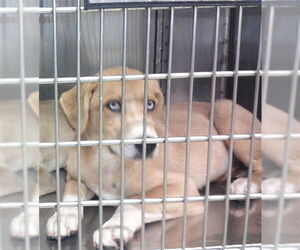 German Shepherd Dog Dogs for adoption in Oklahoma City, OK, USA