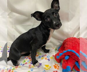 Chihuahua-Unknown Mix Dogs for adoption in Modesto, CA, USA