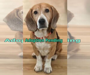 Medium Photo #10 Beagle Puppy For Sale in Dunnellon, FL, USA