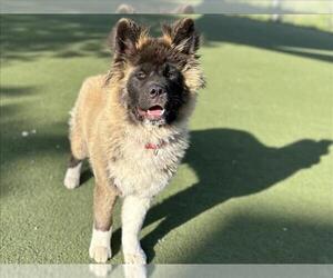 Akita Dogs for adoption in Martinez, CA, USA