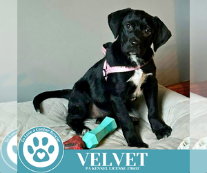 Labrador Retriever Dogs for adoption in Kimberton, PA, USA