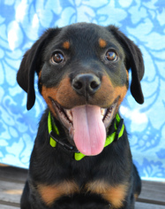 Rottweiler Dogs for adoption in Lake Worth, FL, USA