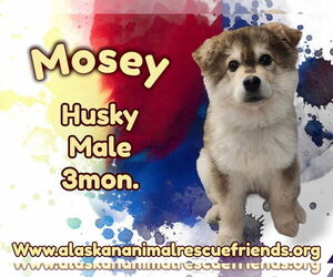 Huskies -Unknown Mix Dogs for adoption in Anchorage, AK, USA