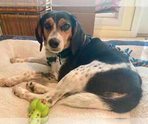 Beagle-Unknown Mix Dogs for adoption in Minneapolis, MN, USA