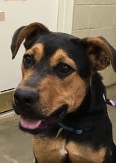 Medium Photo #1 Rottweiler-Unknown Mix Puppy For Sale in Amarillo, TX, USA