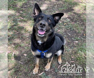 German Shepherd Dog-Unknown Mix Dogs for adoption in Irvine, CA, USA