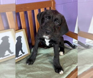 Labrador Retriever-Unknown Mix Dogs for adoption in Genesee, WI, USA