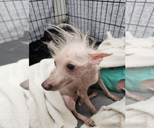 Mutt Dogs for adoption in Vail, AZ, USA