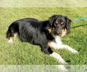 Australian Shepherd Dogs for adoption in Millville, UT, USA