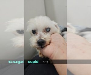 Maltese Dogs for adoption in Studio City, CA, USA