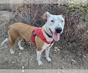 American Pit Bull Terrier-Unknown Mix Dogs for adoption in Dana Point, CA, USA